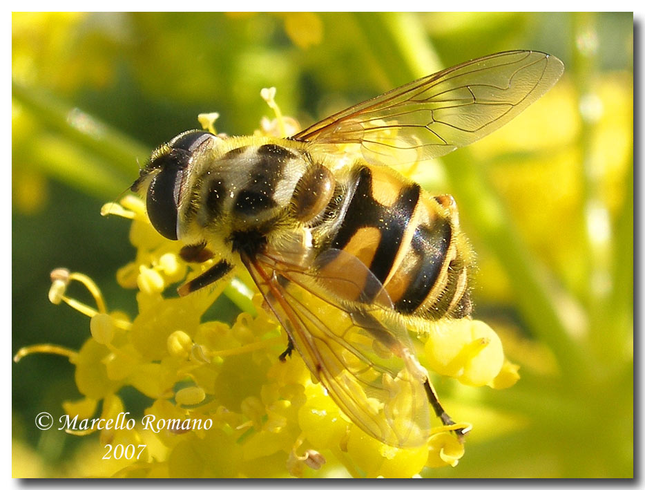 Album di ditteri fotografati in Sicilia nel 2007